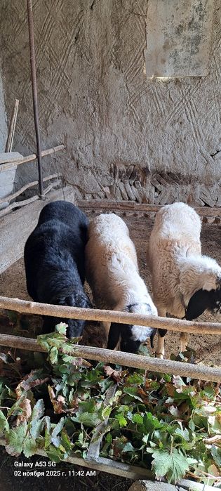 Хисор куй -1 та, кучкор-2 та, бир жойга сотилади.