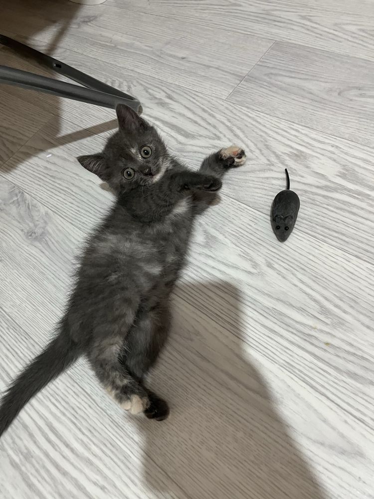 котенок 3 месяца девочка