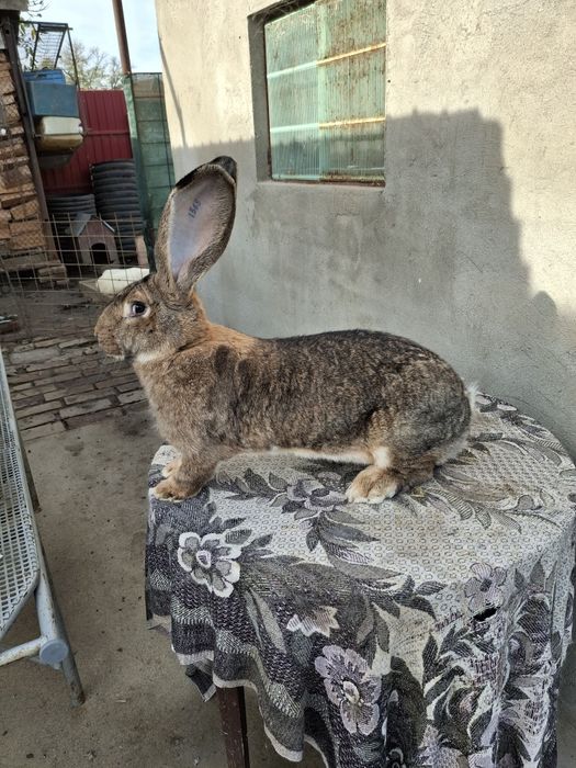 Iepuri uriaș gri german