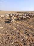 Vând oi Merinos de talie mare
