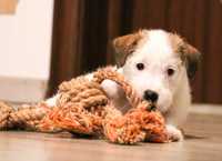 Jack Russell Terrier Sârmos cu pedigree, disponibile 2 fete
