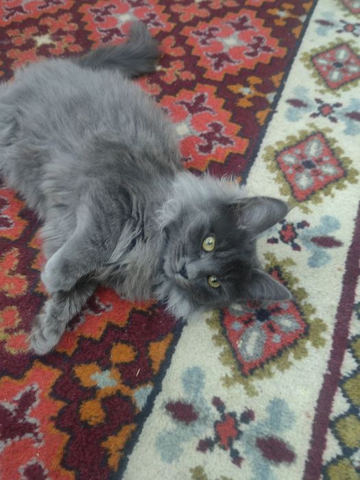 Кот породистый отдам даром почти