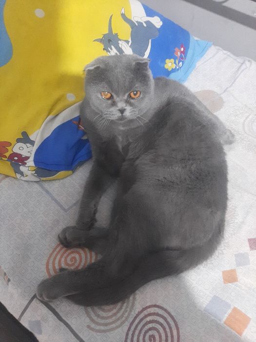 Skotsh fold sotiladi 2 yosh toza soglom