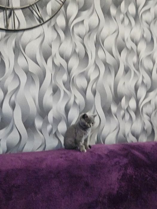 British shorthair blue rasa pura