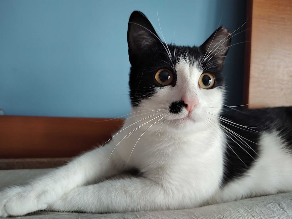 Marlena o pisicuta tuxedo mai speciala