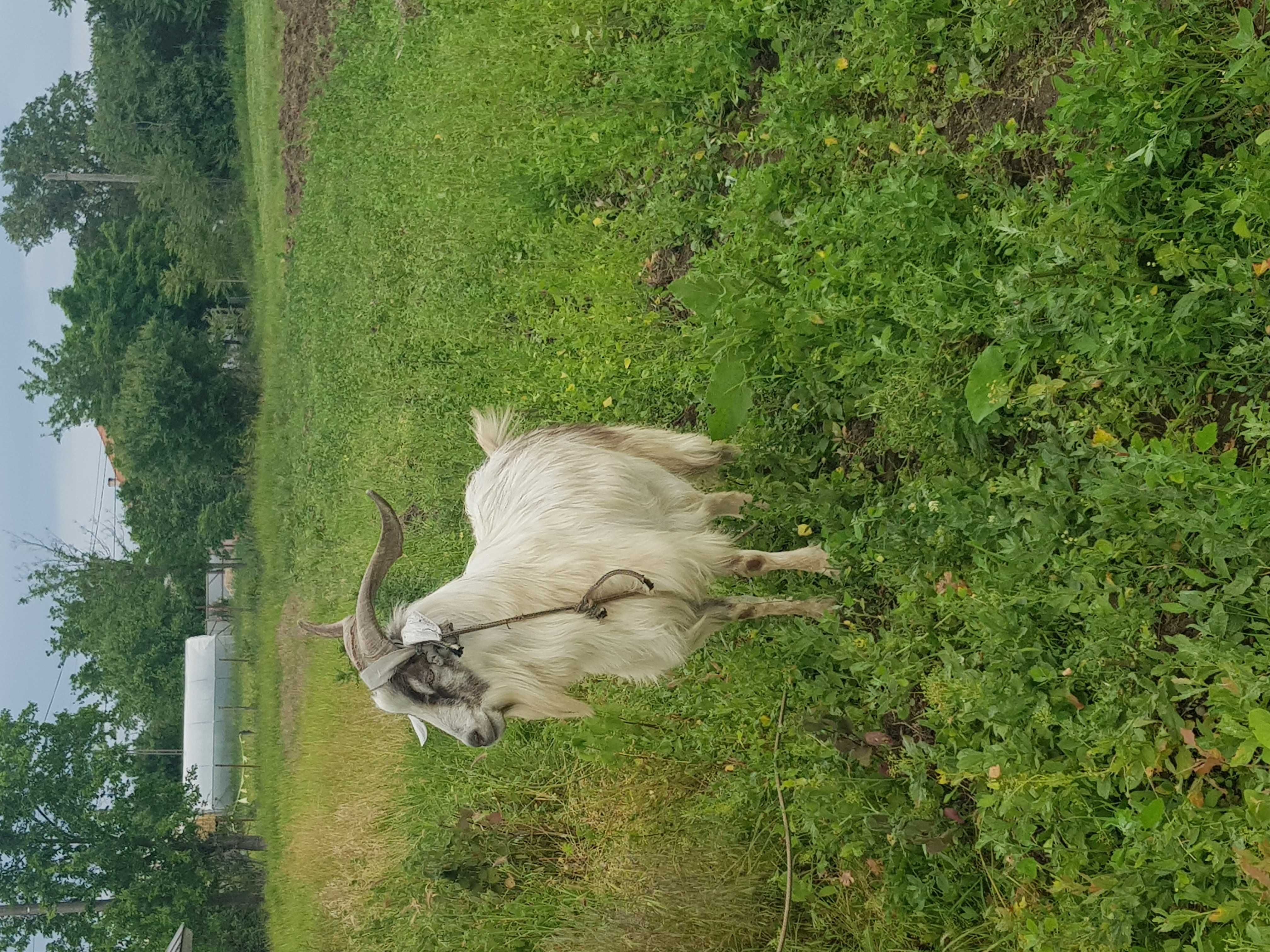 Țap alpin vârstă  2 ani