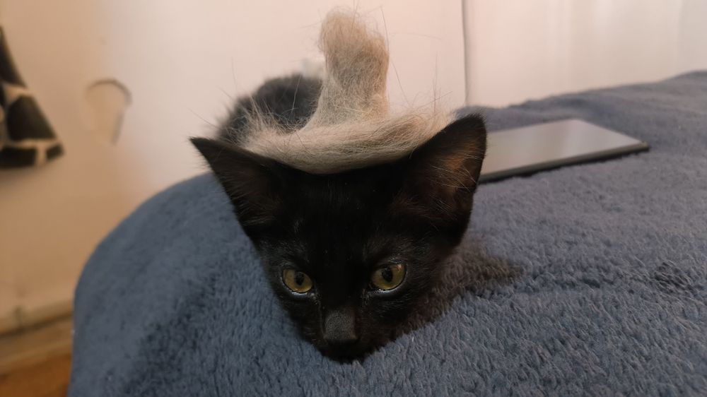 Котенок бесплатно