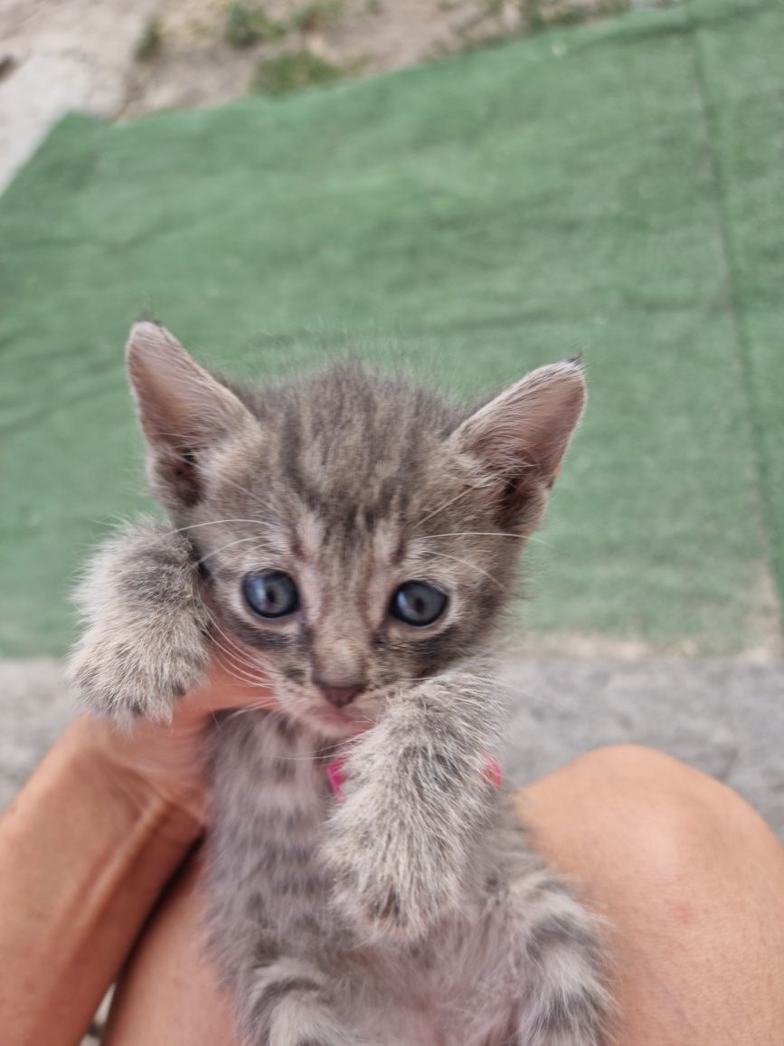 Котёнок в хорошие руки
