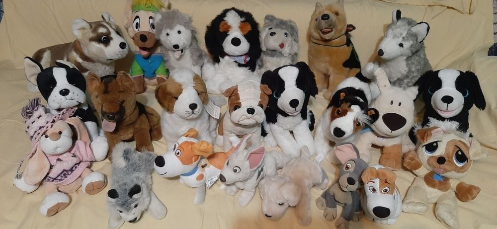 Poney,catei,iepurasi,acute,oite,lps