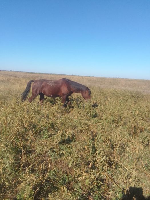 Продам лошадь .обучен .спокоен