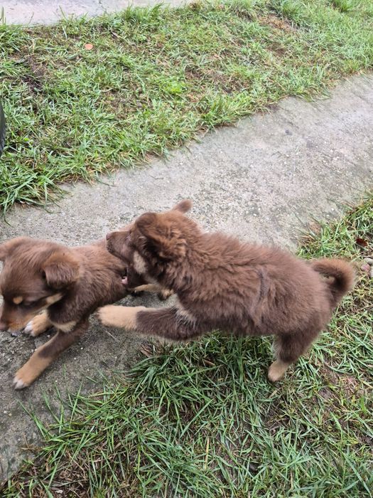 Donez căței talie mică