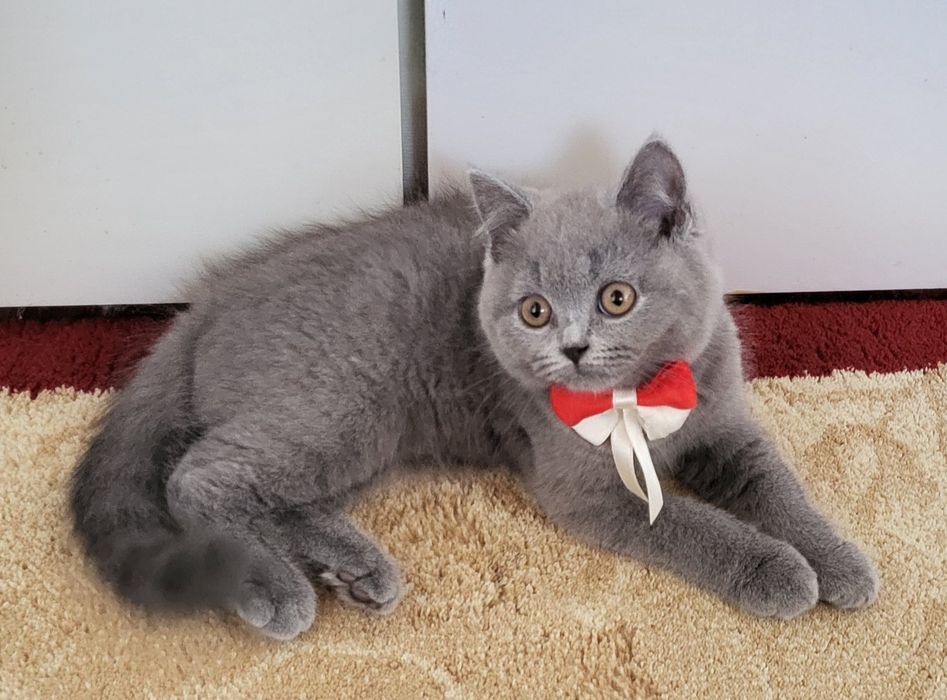 British shorthair blue