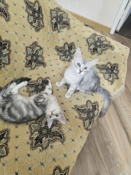 Продажа котят породы май-кун.
