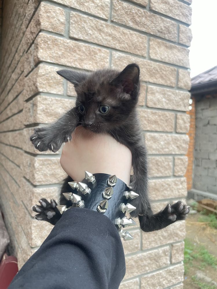 котята беспородные