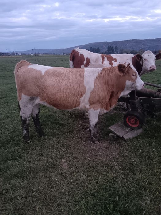 Vind juninci  baltate