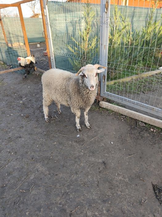 Vând mieluță sau schimb cu berbecuț