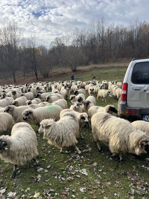 Oiide vanzare 200 capete