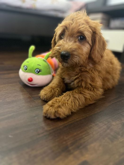 Goldendoodle baiat