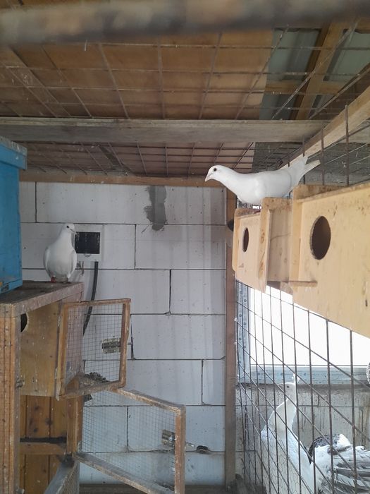 De vânzare lot de 10 porumbei voiajor alb sau baltati