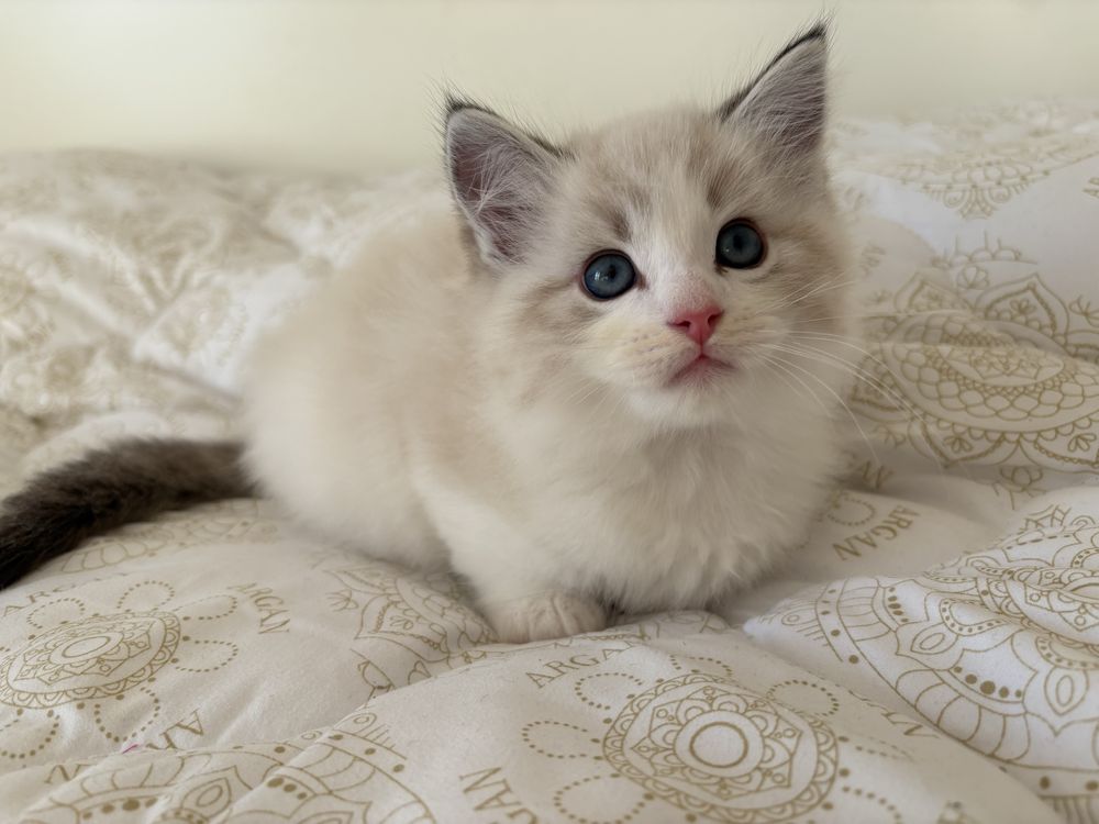 Рагдол мъжко котенце