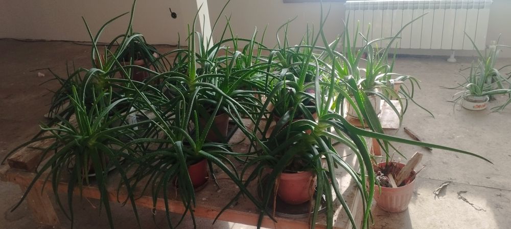 Ағаш уй,алоэ,манекен,шкаф