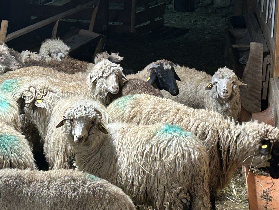 Vând cârlane 29 bucati