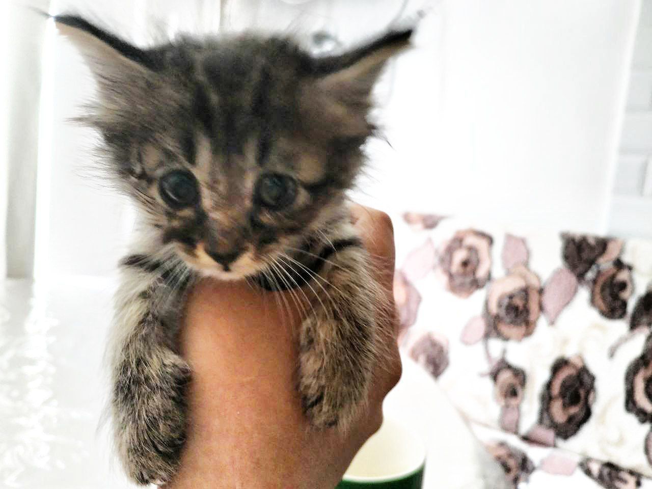 Котенок ищет семью