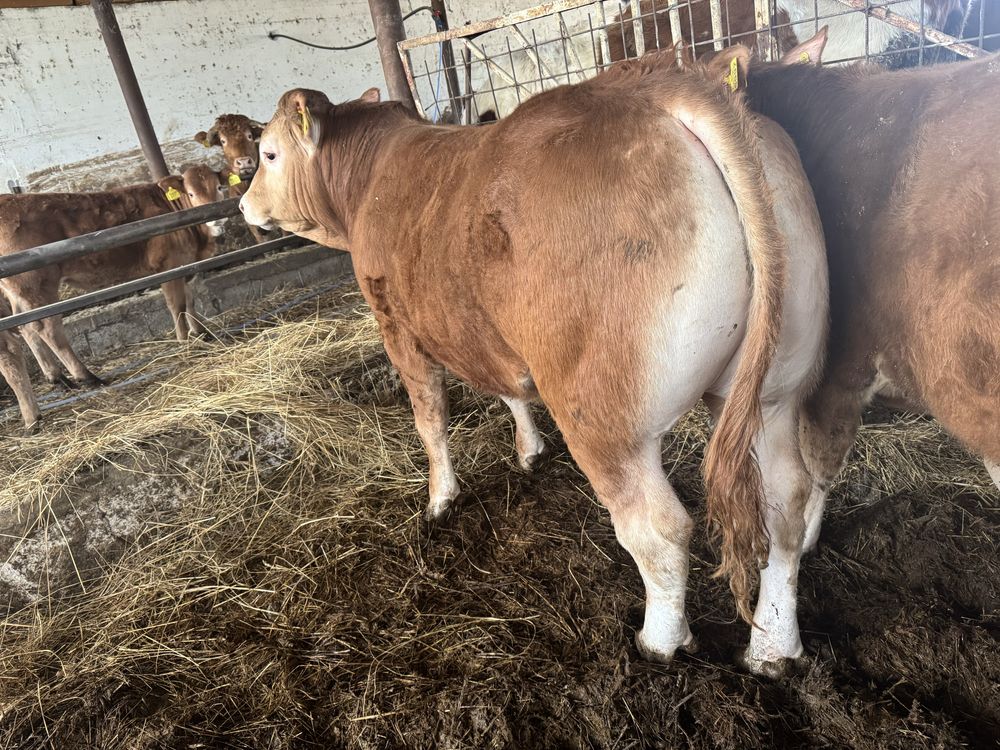 Tauras Limousin /limuzin cu pedigree