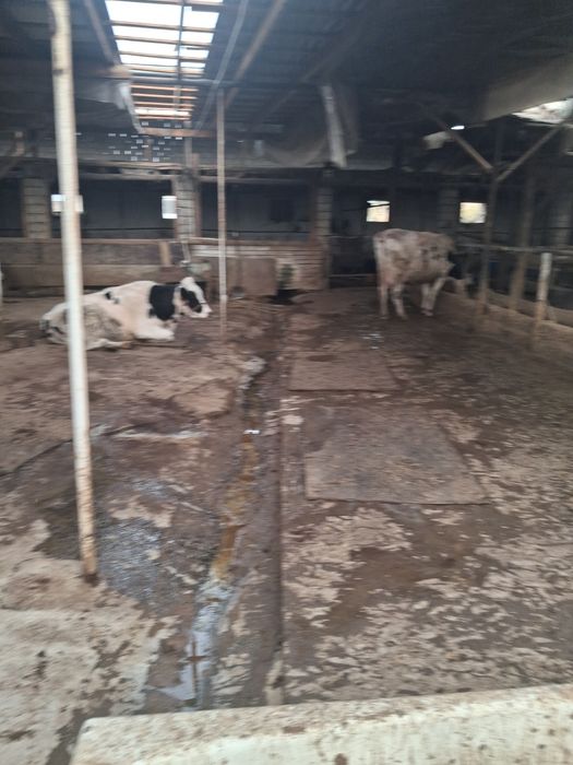 Сигирлар сотилади