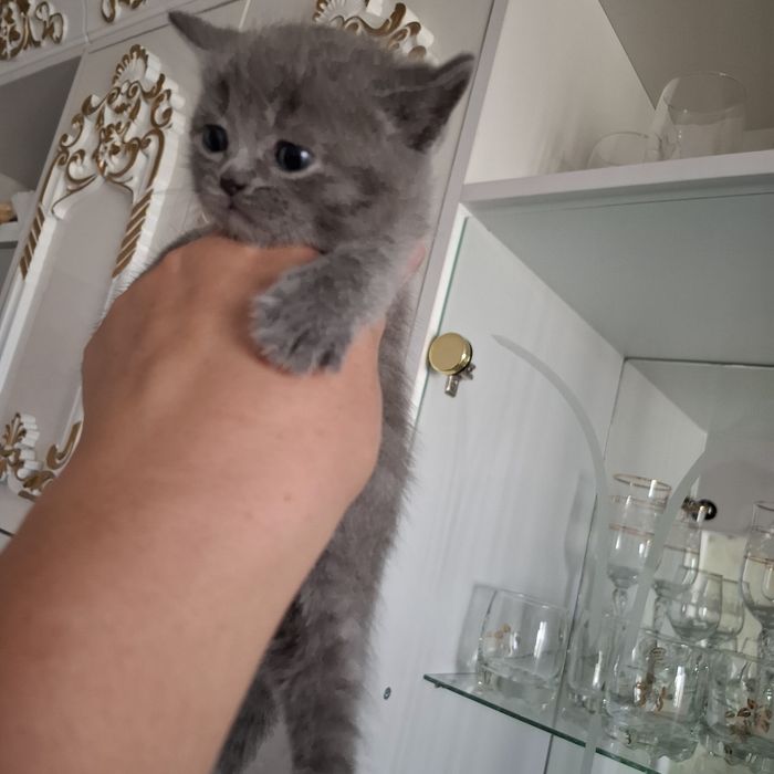 Британский котёнок мальчик