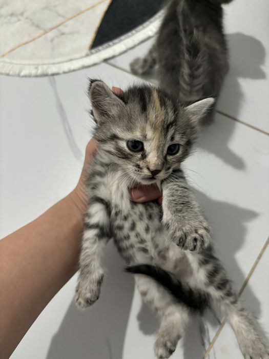 Отдам котят в хорошие руки