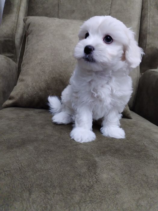 Bichon maltez femela