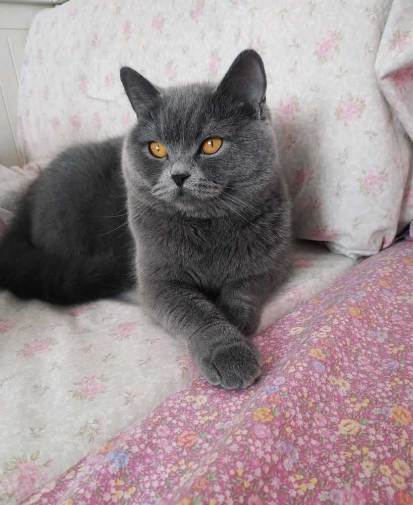 British shorthair