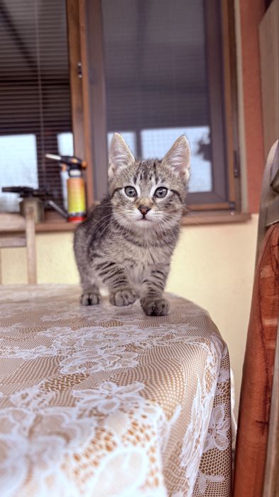 Подаряват се