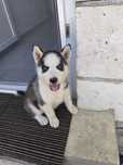 Caine Husky Siberian.