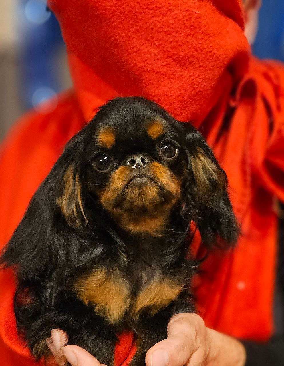 Băiat King Charles spaniel