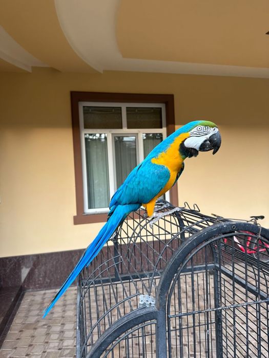 Ара Жако Какаду