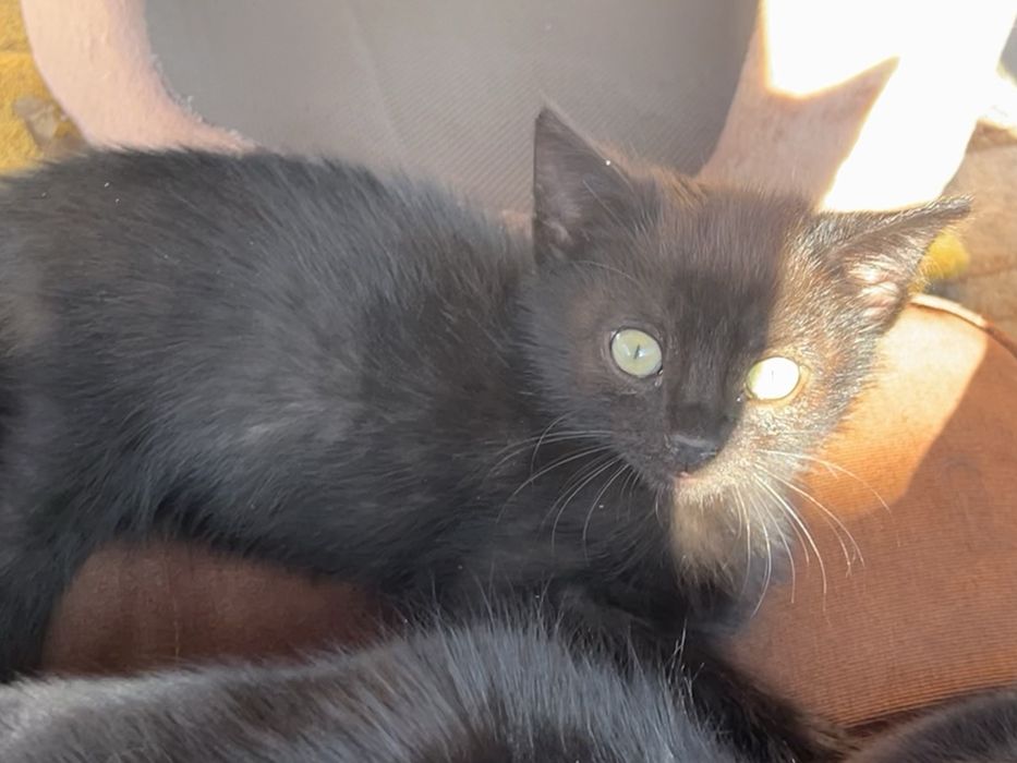 Отдам в добрые руки котенка 2 месяца