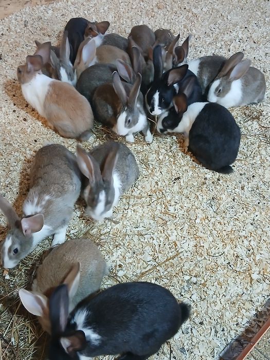 Hycole francez  masculi și femele