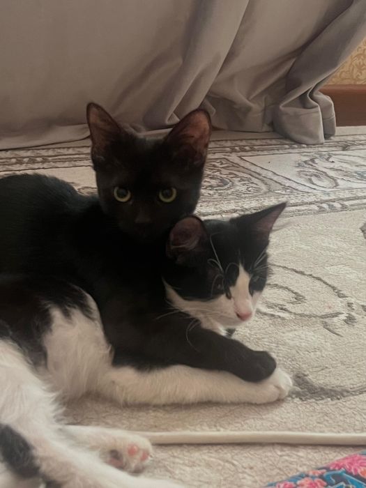 Отдаются две кошечки в добрые руки