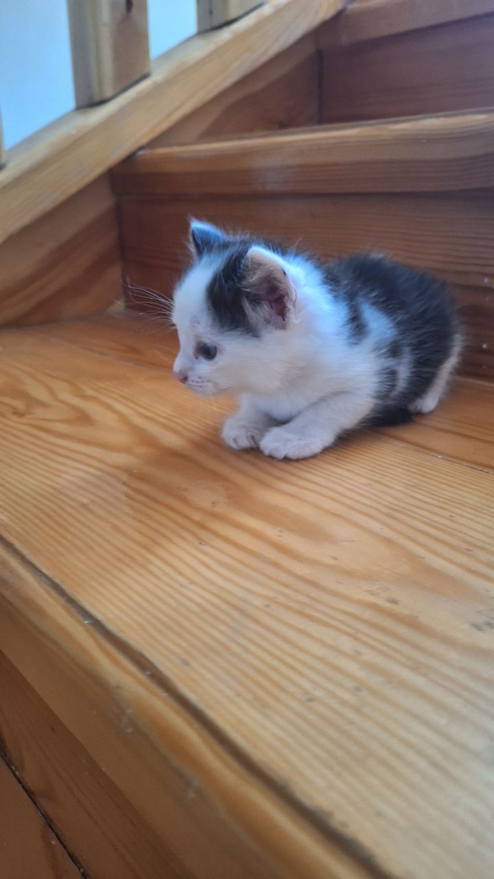 Отдам милых котят