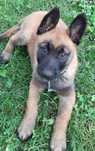 Ciobanesc Belgian Malinois - Femela, 8 saptamani, carnet de sanatate