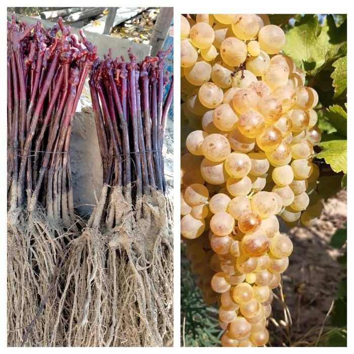 Vita de vie altoita de vânzare