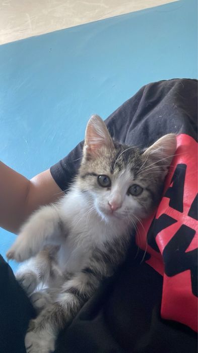 Отдадим котенка в добрые руки