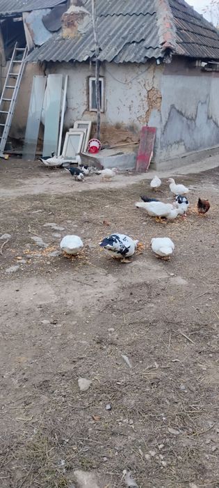 De vânzare Rațe mute