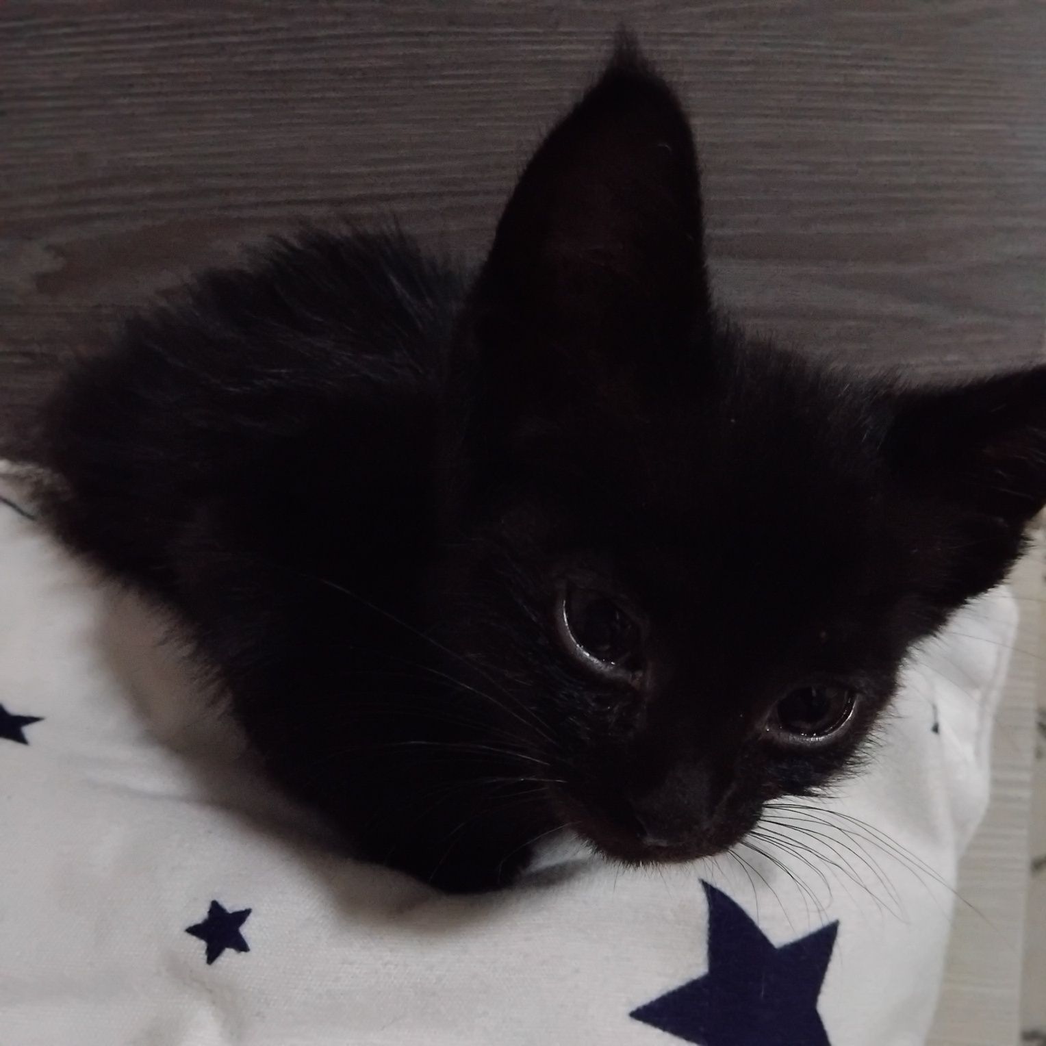 Отдаем котят  в хорошие руки