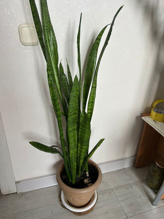 Продам цветок Тёщин язык