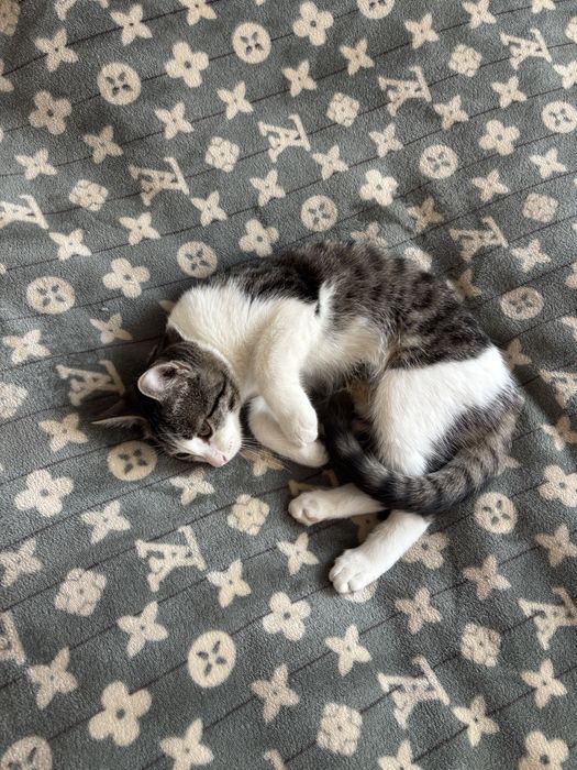 Кошечка (5 месяцев) в добрые руки