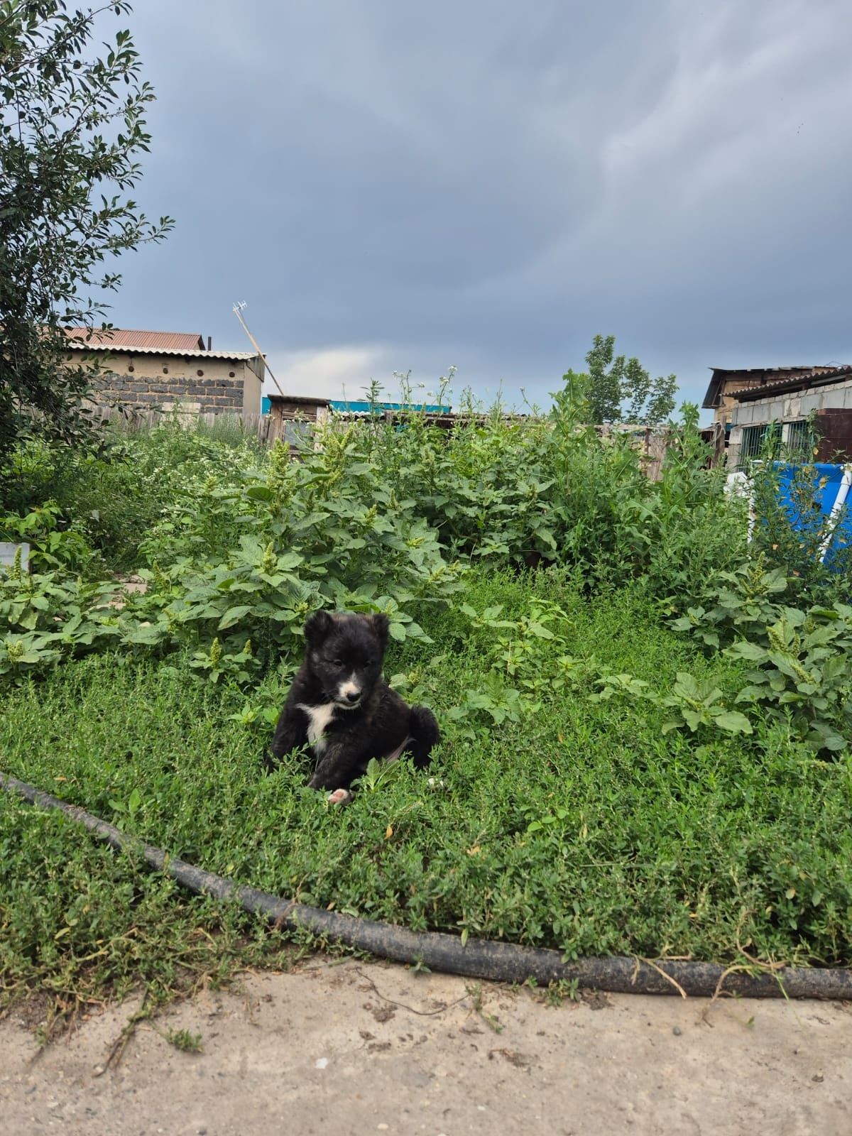 Продаётся щенок.
