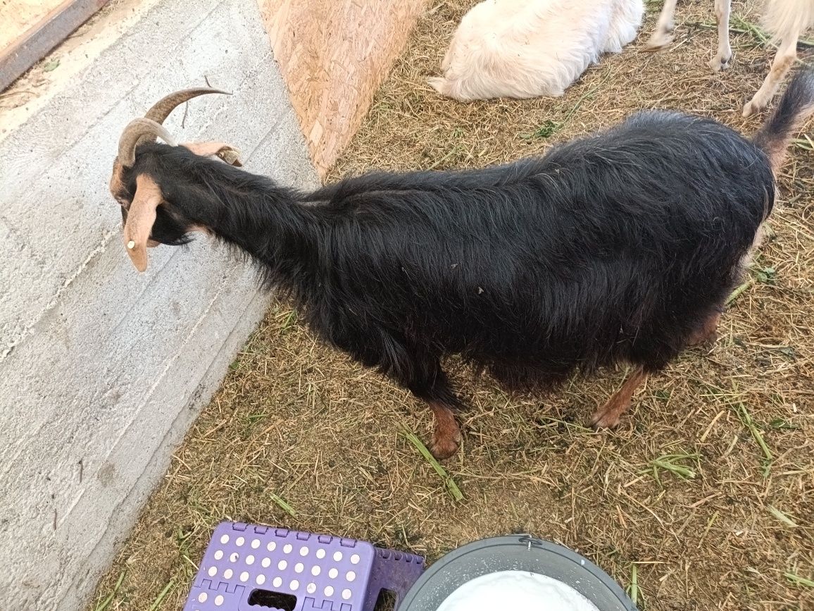 10 capre bune de lapte de vânzare